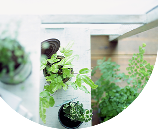 植物 写真